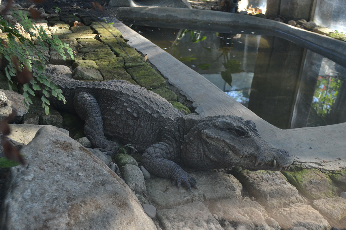 Crocodile 3 Bali Reptile Park Where Hot and ColdBlooded Meet