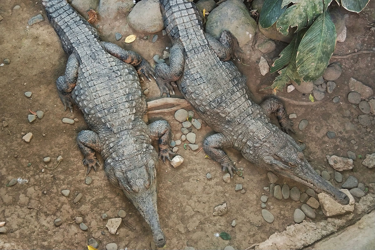 Crocodile 4 Bali Reptile Park Where Hot and ColdBlooded Meet