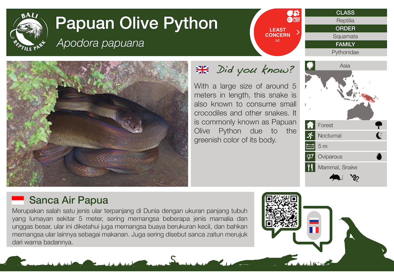 Apodora papuana