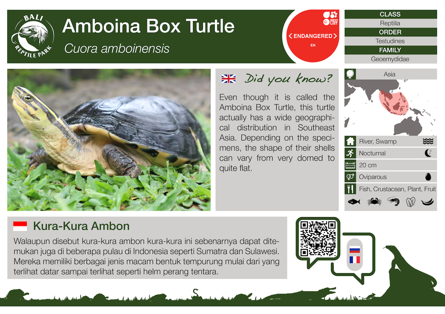 Cuora amboinensis