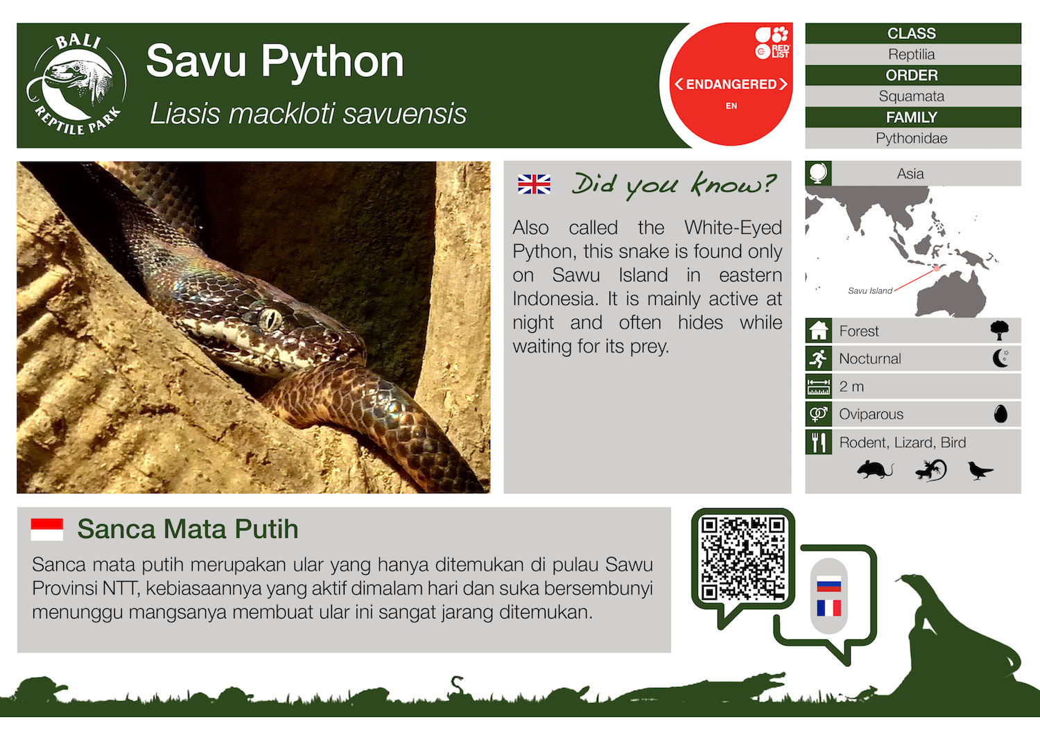 Liasis mackloti savuensis