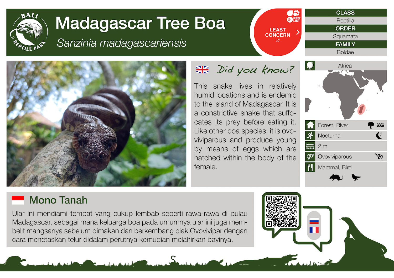 Sanzinia madagascariensis