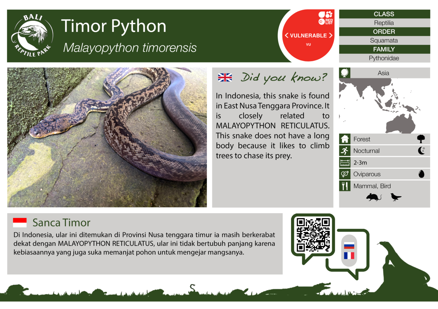 Malayopython timorenisis